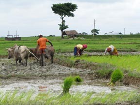 The Farmer