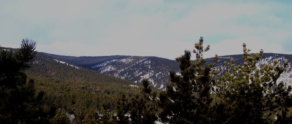 Trees and A Peak