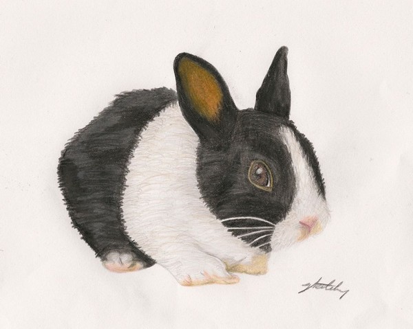 Rabbit