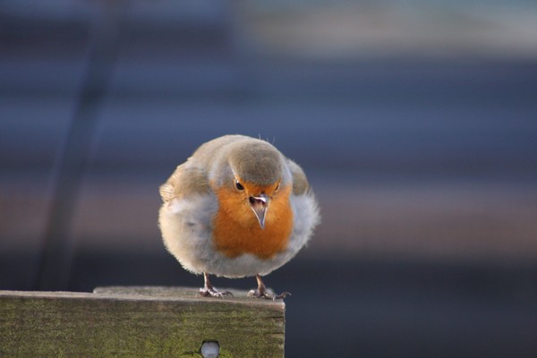 Where's the food
