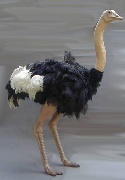 ostrich