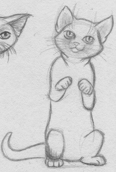 Playful cat
