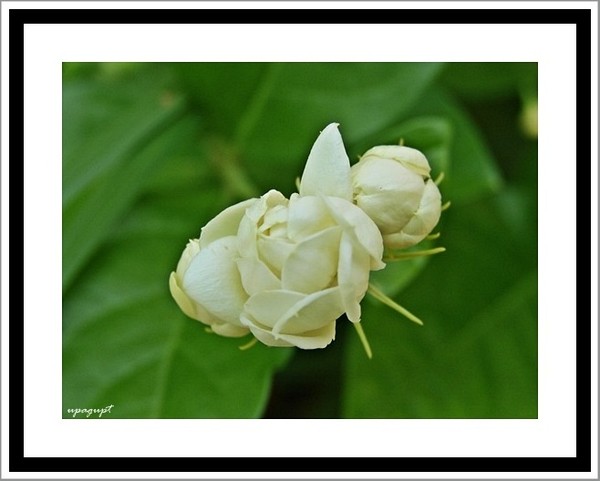 flower beauty