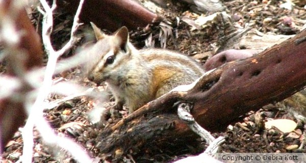 Chipmunk