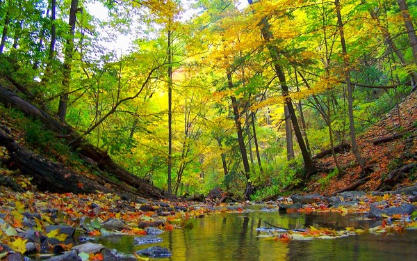 Up Stream 