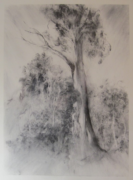 Bush Walk