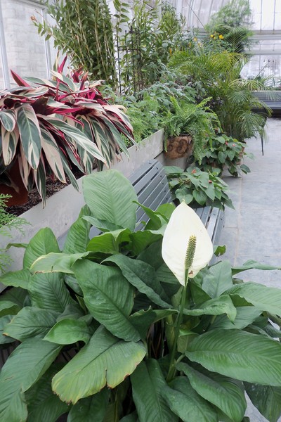 Green House Scene 3