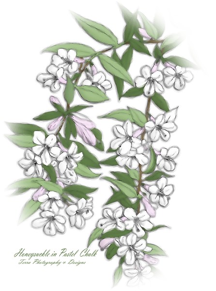 Honeysuckle in Pastel Chalk