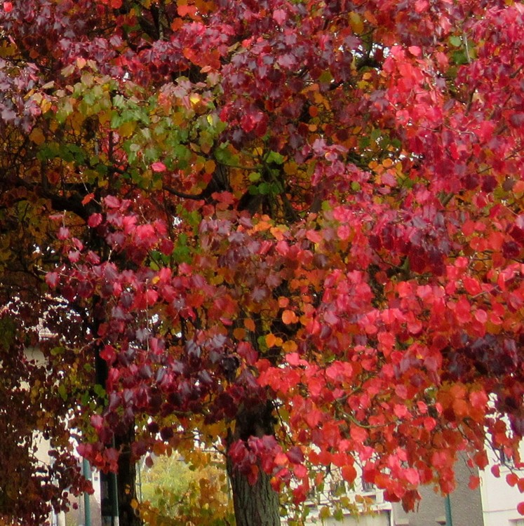 CROPPED IMAGE