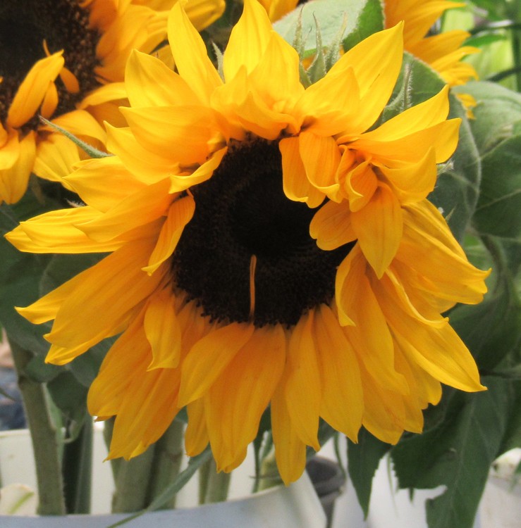 LET THE SUN SHINE IN