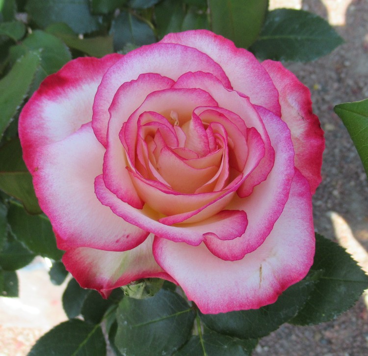 ROSE FESTIVAL 2108 N° 6