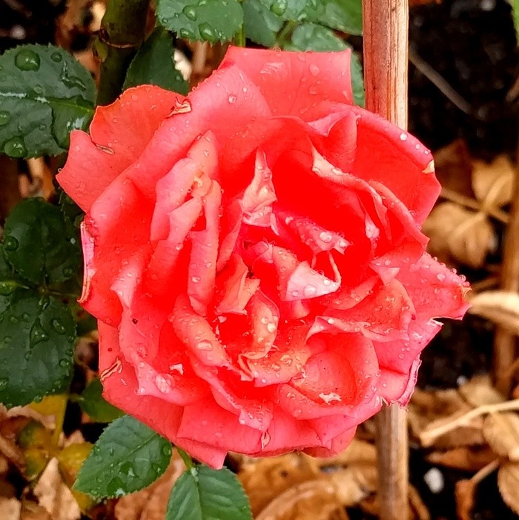 FOR YOU, A ROSE FROM MY BALCONY