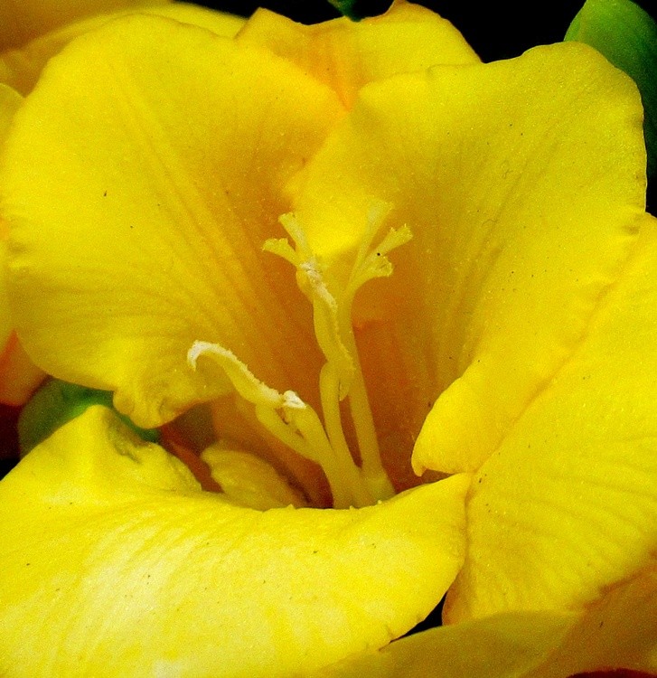 YELLOW FREESIA