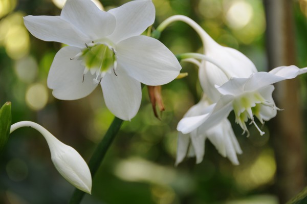 Palisota Barter flower