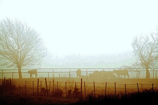 Foggy Ranch Scene