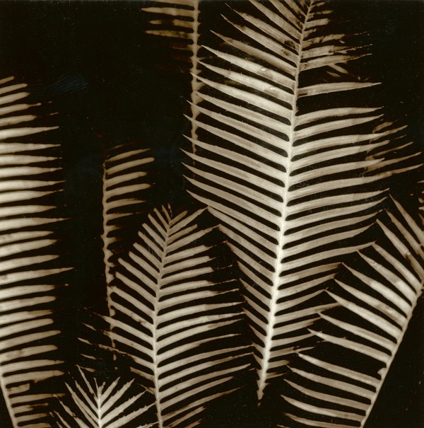 Palms