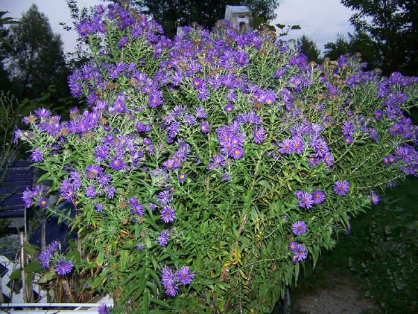UPDATE ON ASTERS