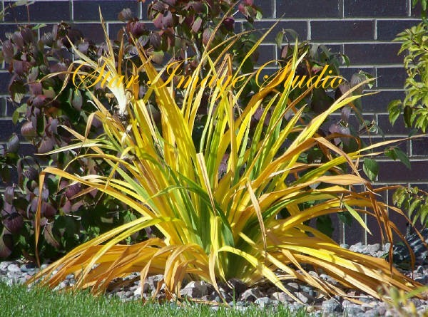 Autumn Kissed Iris Stems