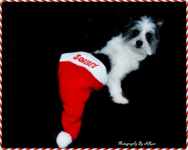 Merry Christmas from Sonny