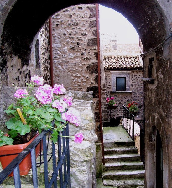 Geraniums