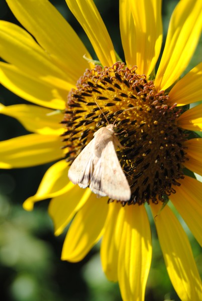 late summer flowers in the Muskogee OK area