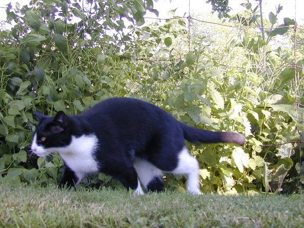High on Catnip