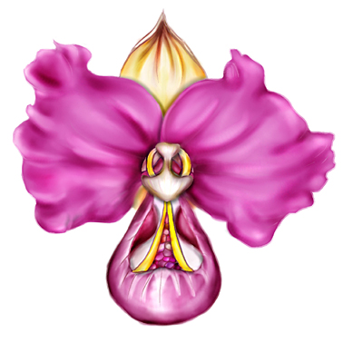 Slipper Orchid