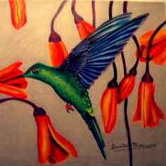 Rivoli's hummingbird