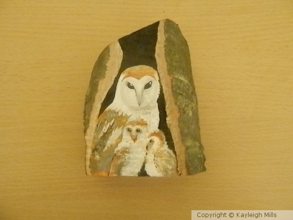 Barn Owl Family