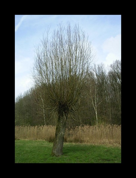 willow