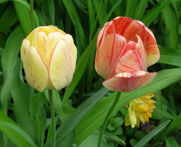 Spring has sprung