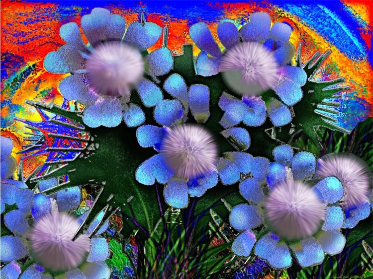 Camomiles