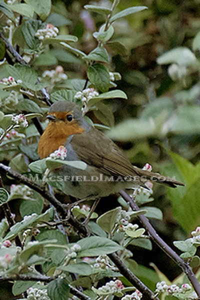 European Robin 
