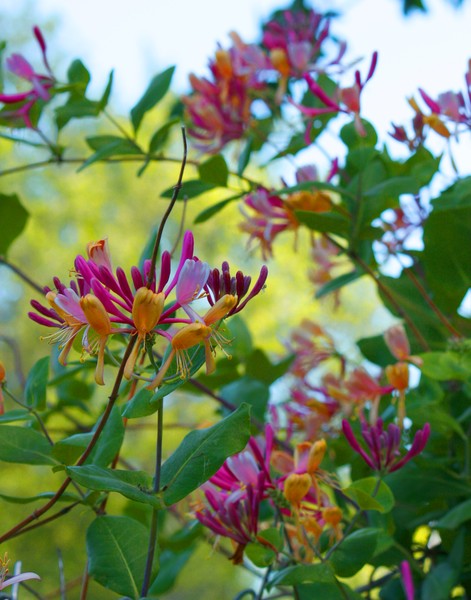 Honeysuckle