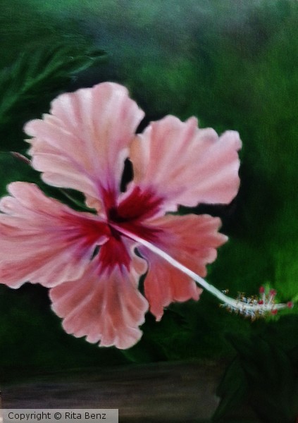 Trina's Hibiscus