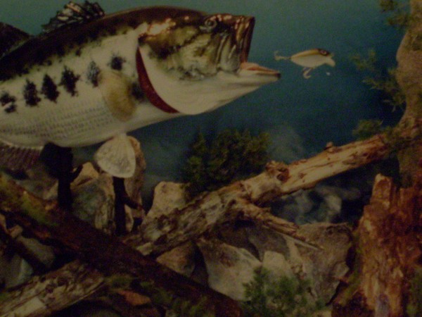 LARGE MOUTH BASS