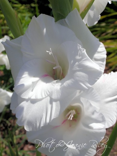 White Gladiolas