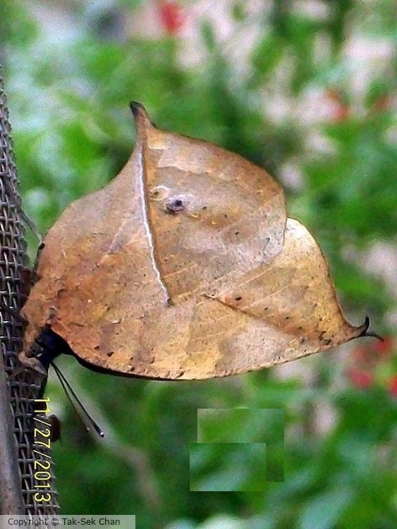 Dead-Leaf Butterfly (Kallima inachus) Taipei Zoo 11-27-2013