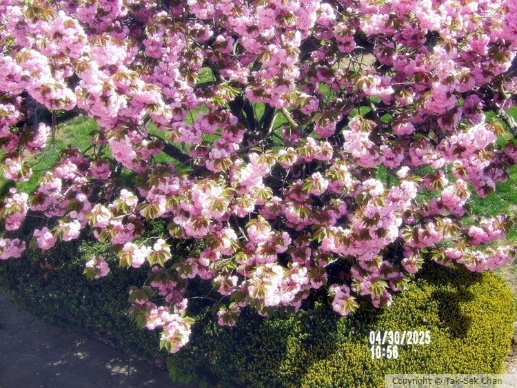 Aerial View of Our Cherry Tree