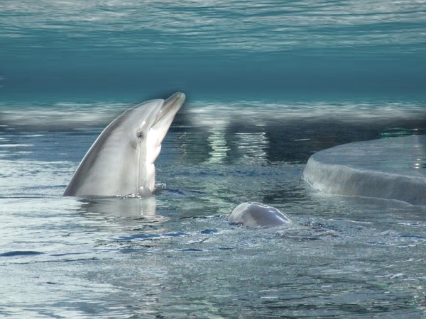 dolphins-tursiops truncatus