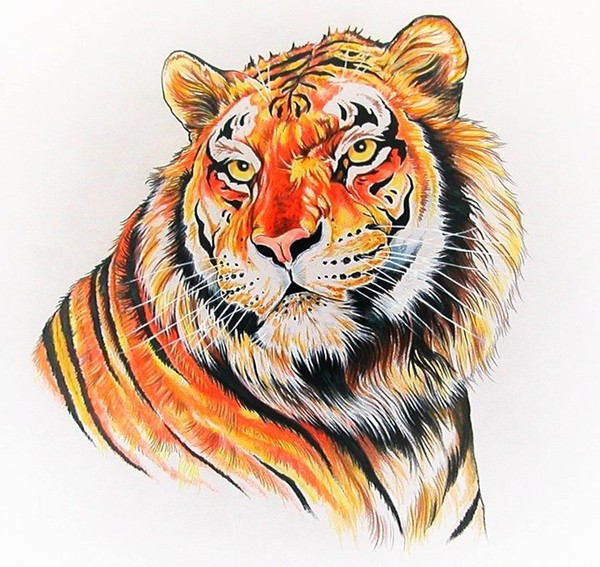 Bengal Tiger