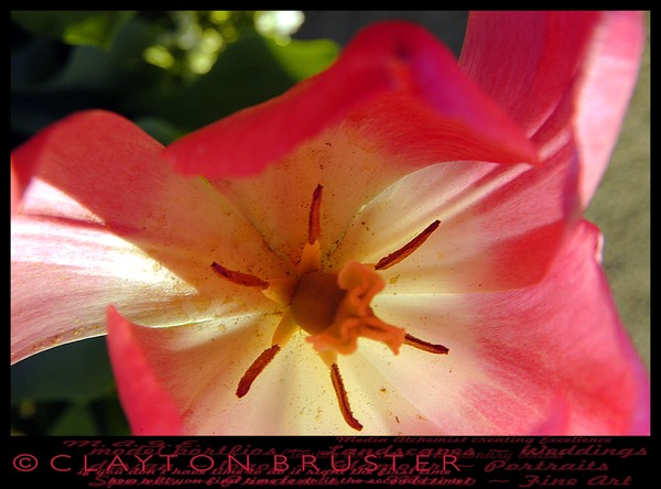 February 10 2008 Floral