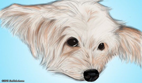 Curly Sue the Maltipoo