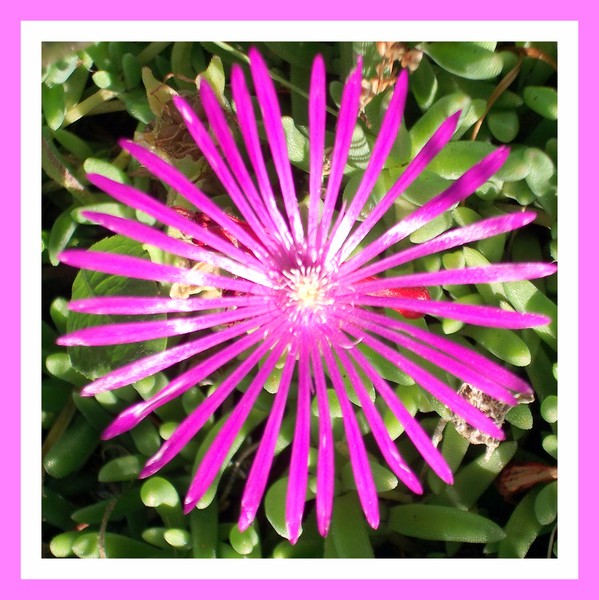 Very unique flower