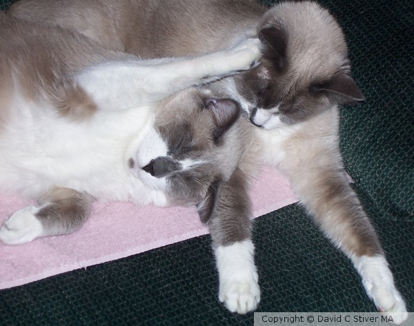 Sleeping Felines 04