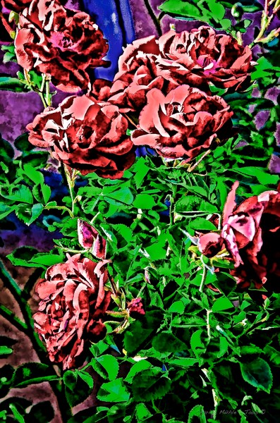 Roses