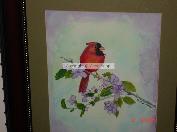 Cardinal (1)
