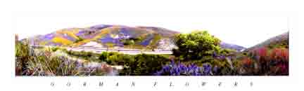 flowers of Gorman 2003