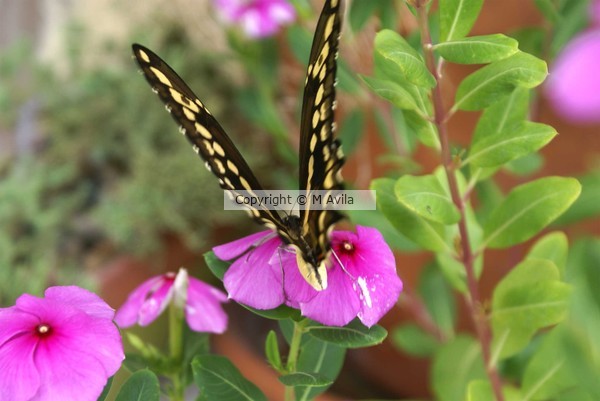 Butterfly