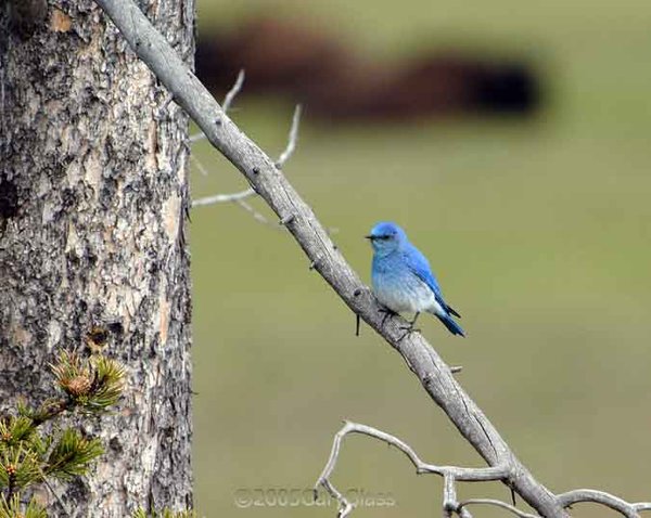 Mountain Blue Bird